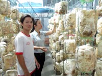 Mô hình trồng nấm sò, bào ngư của anh Trần Dương Tài ở thôn Gia Hòa